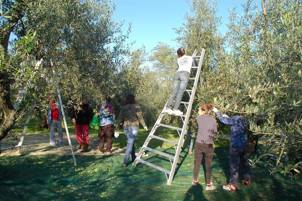 Il Podere Di Giustina Villa Montecarlo Eksteriør billede